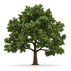 Lush Green Tree with Abundant Foliage and Natural Beauty