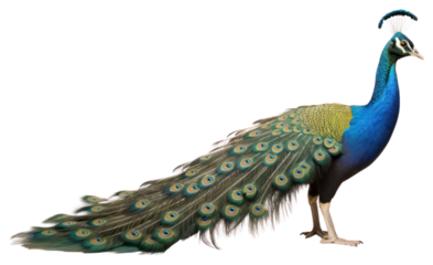 PNG Peacock animal bird