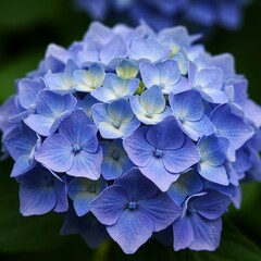 summer Beautiful  Orchid pink flower botany