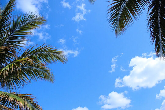 Palm trees under clear blue sky