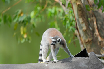 lemur catta on a tree