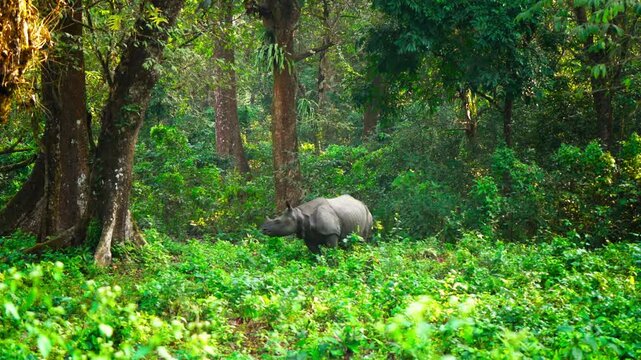 4K Royaltyfree Stock Video- The Indian rhinoceros, also known as the greater one-horned rhinoceros