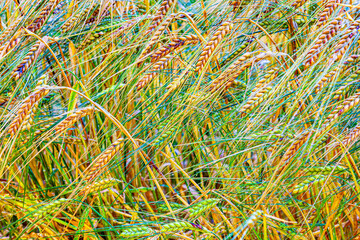 detail of boat for inland water transportation at the sluice in Eddersheim