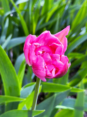 Naklejka premium pink tulip with a white tint