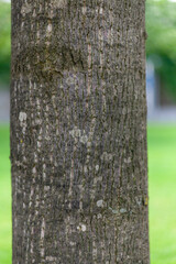 Large tree trunk close up