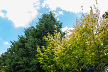 Fototapeta premium Yellow-green tree crowns against the sky