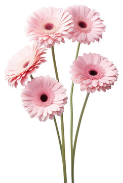 PNG Light pink 5 gerberas flower petal daisy.