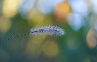 An ear of barley