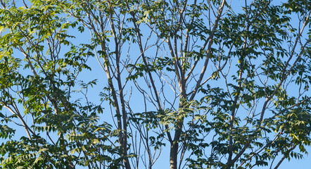 Blue sky behind tree branches