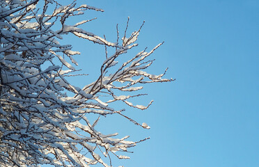 Blue sky behind a snow-covered tree branch