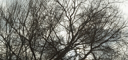 White cloud behind tree trunk and branches