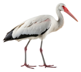 PNG Stork animal bird