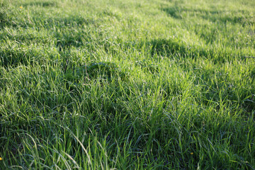 Fresh green grass field under sun light