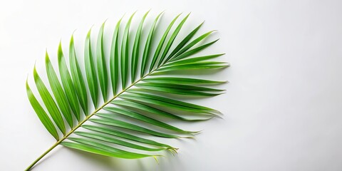 Obraz premium Vibrant Green Palm Frond Isolated on a Plain White Background, Perfect for Tropical Themed Designs and Projects