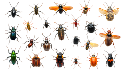 Collection of different insects isolated on white isolated with white highlights, 