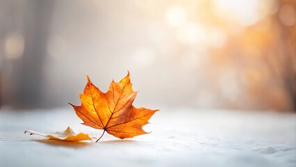 A single autumn leaf rests gently on a pristine snow surface, bathed in the soft glow of a winter sun.