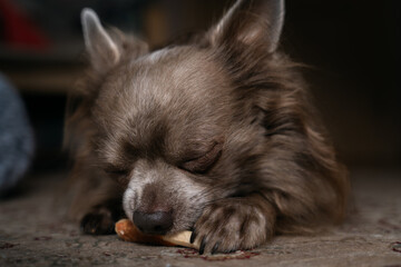 Lilac cute longhair chiwawa eating "sweets", close-up