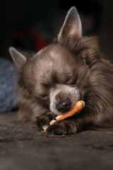 Lilac cute longhair chiwawa eating 