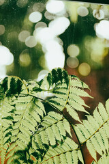  throughout the plant. This adaptation allowed them to colonize diverse terrestrial...