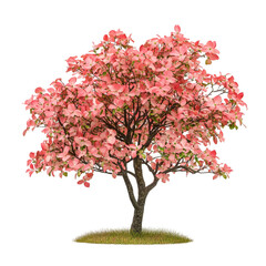 Fototapeta premium Stunning Display of a Blooming Pink Tree: Nature's Beauty Captured in Vibrant Colors