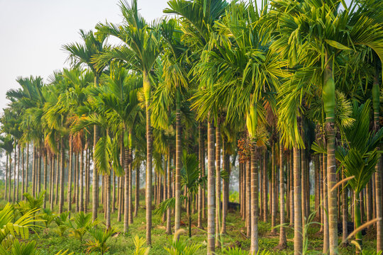 areca nut tree farm in Karnataka india