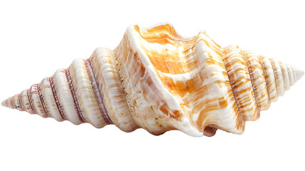png sea shell invertebrate seashell seafood isolated on white background, professional photography,&nbsp;