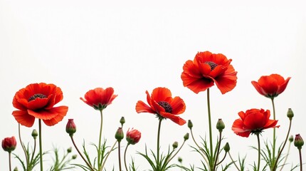 Obraz premium Beautiful Ranunculus Flowers Isolated on a White Background.