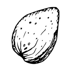 Vector clipart of whole almond. Hand drawn sketch in black ink. Monochrome illustration of nut is perfect for cooking, botanical ingredients, menu, recipe book, bakery packaging and natural cosmetics