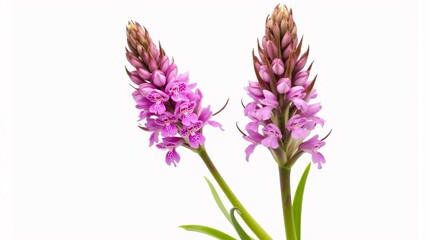 Fototapeta premium Early Summer Flower Spikes of UK Native Wildflower Dactylorhiza Praetermissa (Southern Marsh Orchid) Isolated on a White Background.