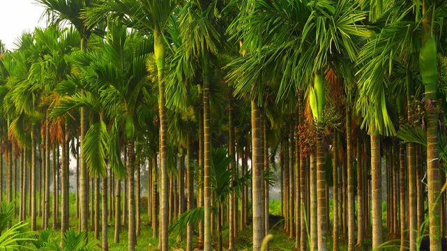 areca nut tree farm in Karnataka india