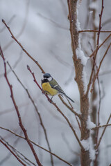 Great tit bird in snowy winter in a city park. A beautiful picture of wildlife during a cold snowfall. Animals of Europe, ornithology and bird watching