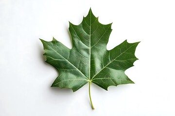 Fototapeta premium Single green leaf isolated on white background 