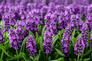 Serene Lavender Flowers with Dew Drops in Morning Light