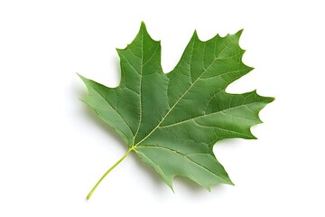 Fototapeta premium Single green leaf isolated on white background 