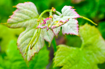 couleur des jeunes feuilles de vigne