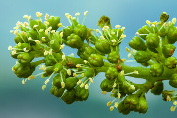 fleur de vigne