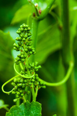 jeune grappe de raisin enlacée par une vrille