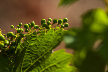 jeune grappe de raisins après la fleur