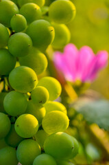 grappe de raisins et fleur de mauve