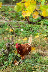 poule dans un vignoble