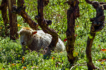 mouton entre des ceps de vigne
