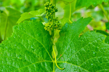 jeune grappe de raisins et vrille