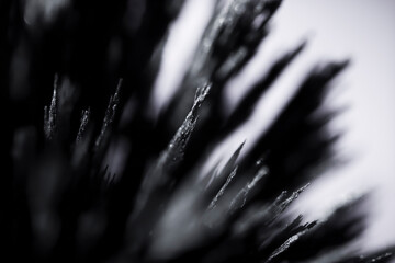 Reaction of iron dust to a magnetic field. Iron filings spikes. Neodymium magnet. Isolated on a...