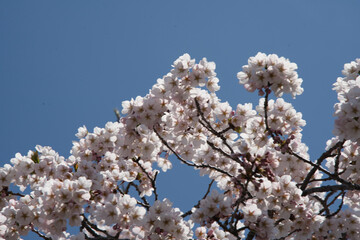 厚田の桜で有名な墓地公園で撮影した満開の桜