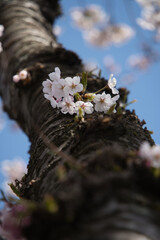 厚田の桜で有名な墓地公園で撮影した満開の桜