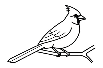 A cardinal line art vector illustration.eps
