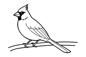 A cardinal line art vector illustration1.eps