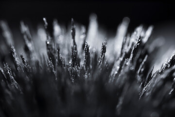 Reaction of iron dust to a magnetic field. Iron filings spikes. Neodymium magnet. Isolated on a...