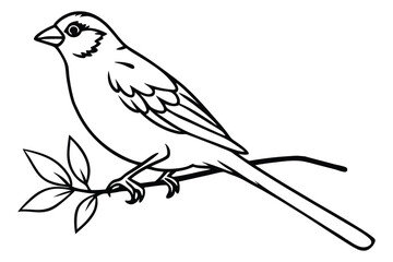 Sparrow line art vector illustration