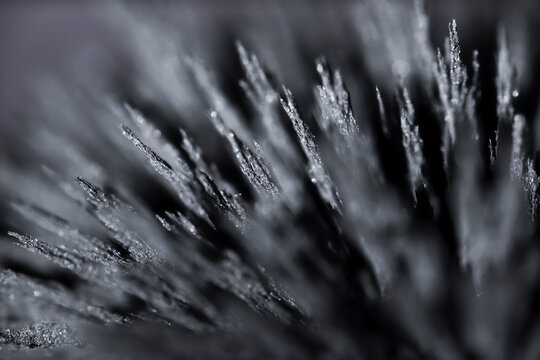 Reaction of iron dust to a magnetic field. Iron filings spikes. Neodymium magnet. Isolated on a black background.